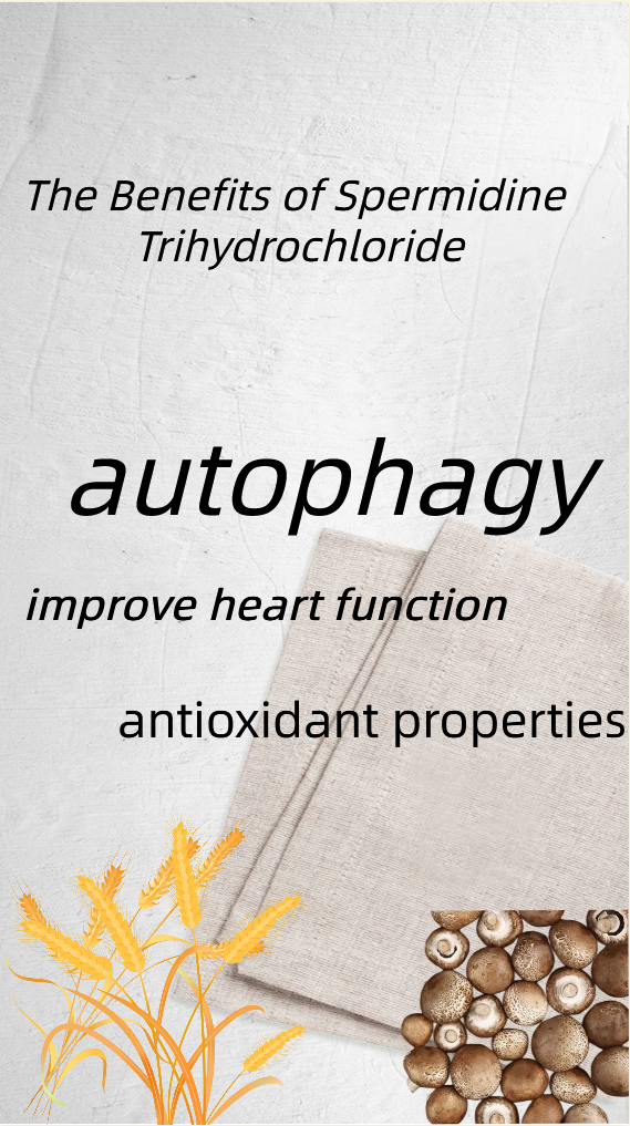 4 、 Spermidin Trihidroklorid we Spermidin: Awtofaga we öýjükli garrylyga nähili täsir edýär