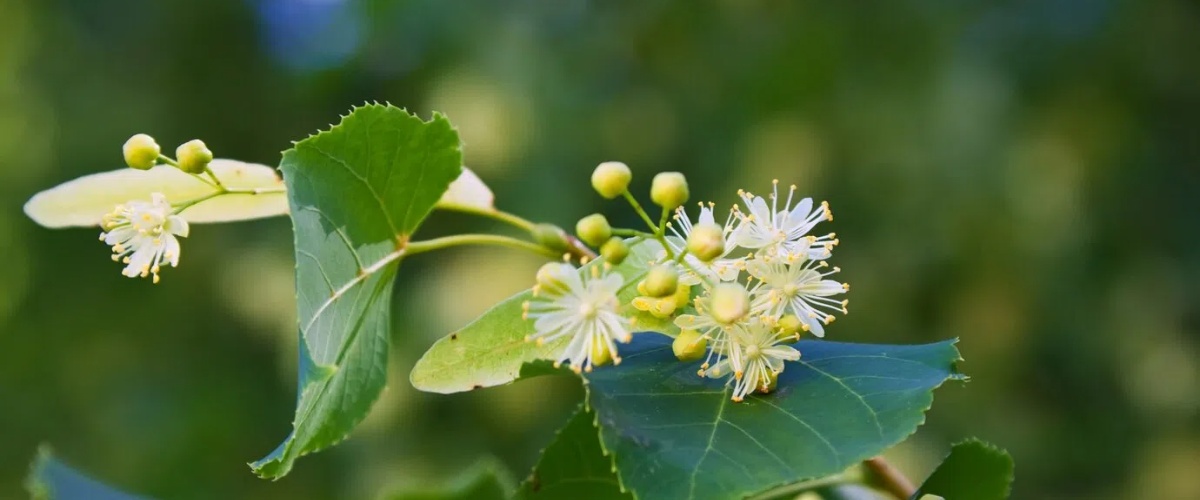 विश्वसनीय इव्होडायमिन फॅक्टरी1