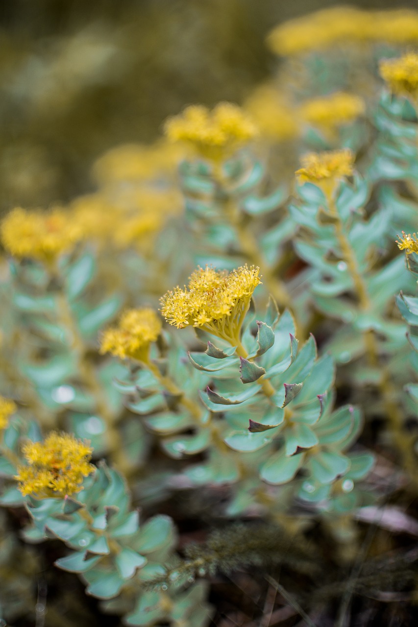 Rhodiola ແມ່ນຫຍັງ